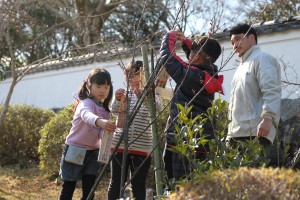植樹された桜の木に願いを込めた札を結びつける児童ら