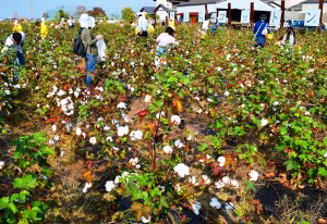 畑で綿を手で摘み取る参加者＝昨年１０月