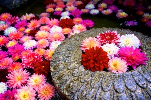 約３００輪のダリアが浮かべられる「華の池」＝昨年５月（岡寺提供）