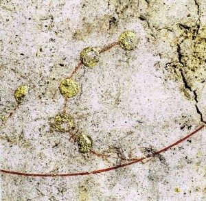 初公開の「おおぐま座」（奈良文化財研究所提供）