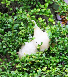 ツゲの木に産み付けられていたモリアオガエルの卵