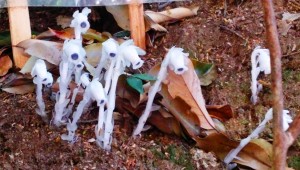 地面から顔を出した銀竜草