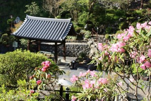 岡寺では約３千株のシャクナゲが見頃を迎えている