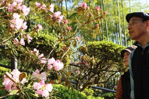 岡寺では約３千株のシャクナゲが見頃を迎えている