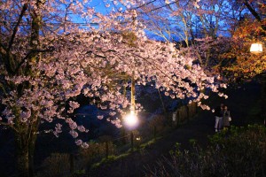 ライトアップされた桜は幻想的な雰囲気
