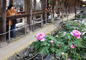 登廊からボタンを観賞する参拝者ら