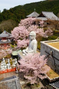 大石像と桜が競演する壷阪寺