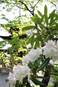 見頃を迎えた岡寺のシャクナゲ