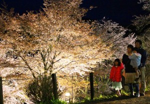 ライトアップされた桜は幻想的な雰囲気