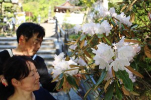 岡寺では約３千株のシャクナゲが見頃を迎えている