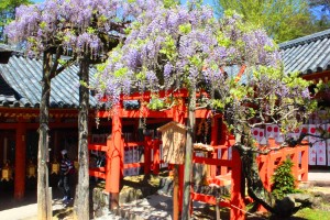 境内の末社・多賀神社で咲き始めた藤