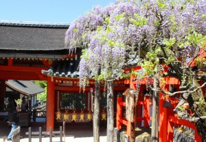 境内の末社・多賀神社で咲き始めた藤