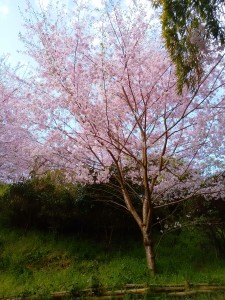 見頃を迎えた桜(桜井市内)
