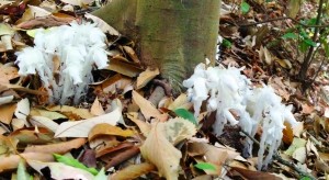 地面から顔を出した銀竜草