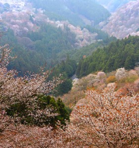 見頃を迎えた吉野山の桜
