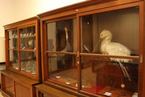 記念館一般公開では女子高等師範学校時代から残る動物標本も展示される