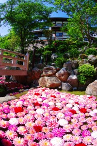 ２９日から開かれる「華の池」では水面に天竺牡丹が浮かぶ（岡寺提供）