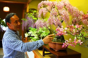 立派な花弁の「山藤」について語る生駒泰寛さん