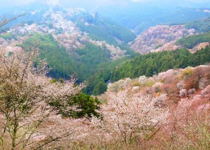 見頃を迎え始めた吉野山の桜
