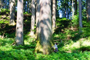国内最古の人工林という下多古村有林
