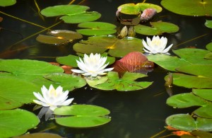 水面に浮かぶ白のスイレン