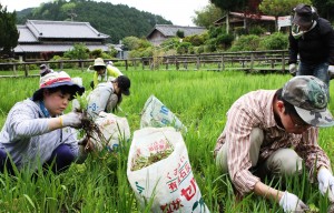 体験会の参加者たちは草刈りに取り組んだ