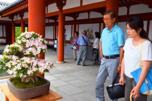 サツキの盆栽に見入る拝観者