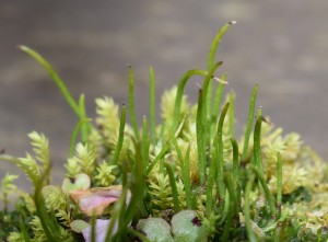 ニワツノゴケ