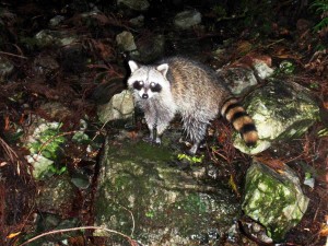 県内で農作物に甚大な被害をもたらしているアライグマ(県提供)