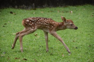 今年初誕生のシカの赤ちゃん