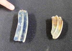 藤原宮跡出土の馬の歯