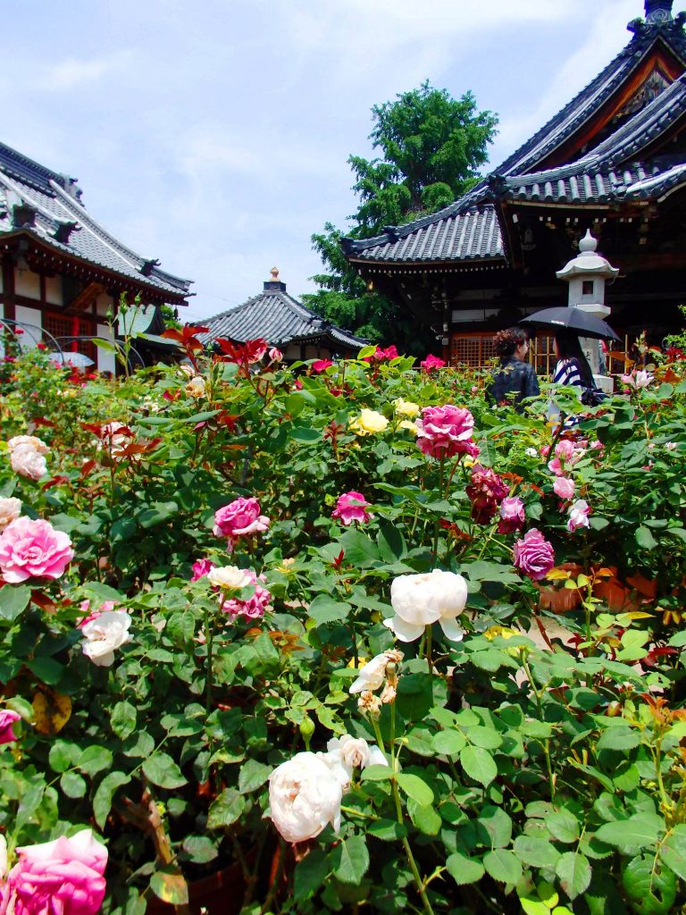 バラが咲き誇るおふさ観音の境内