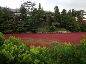 昨夏に奈良公園の荒池を覆ったアイオオアカウキクサ(県提供)