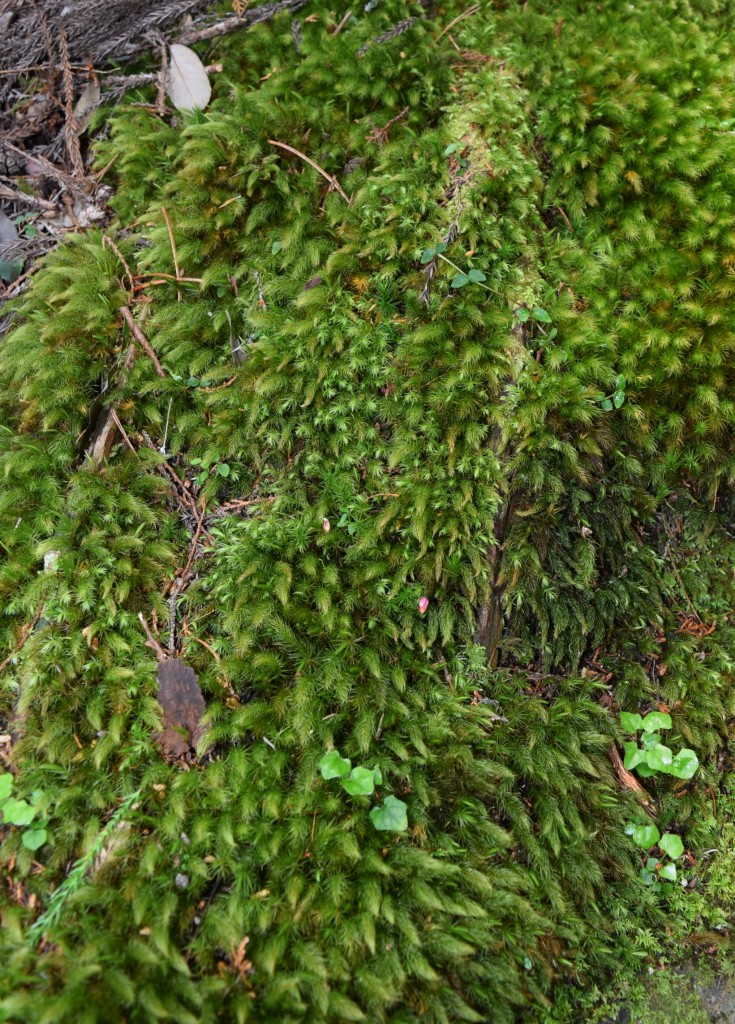 ヒノキゴケ