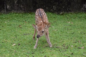 シカの赤ちゃん公開③