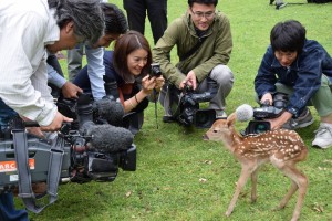 シカの赤ちゃん公開④