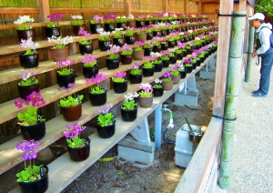 展示されているニホンサクラソウの鉢植え