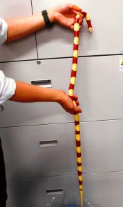 奈良署員が路上で捕獲したヘビ(県警提供)