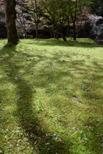 コツボゴケとコバノチョウチンゴケの群落が広がる広場