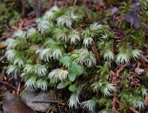 オオシラガゴケ