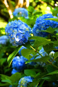見頃を迎えている矢田寺のあじさい
