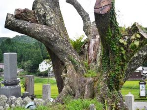 「枯死寸前」という奈良市の天然記念物「上深川のサクラの巨樹」(奈良まほろばソムリエの会提供)