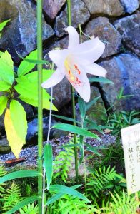 拝殿近くで咲くササユリ