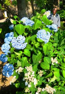 庭園に彩りを添えているアジサイ