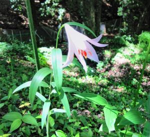 ささゆり園で白い花を付けたササユリ