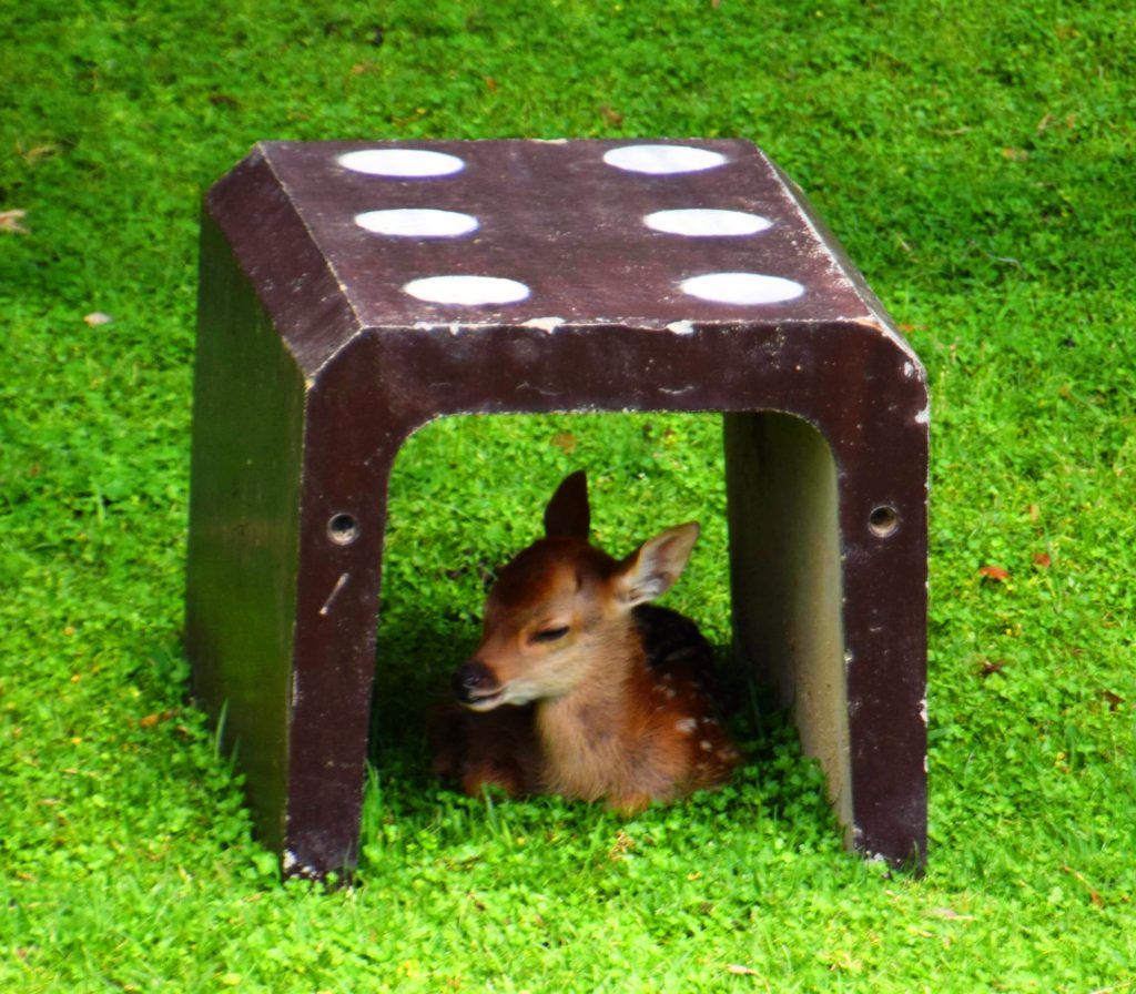 ブロックの陰で眠る子ジカ