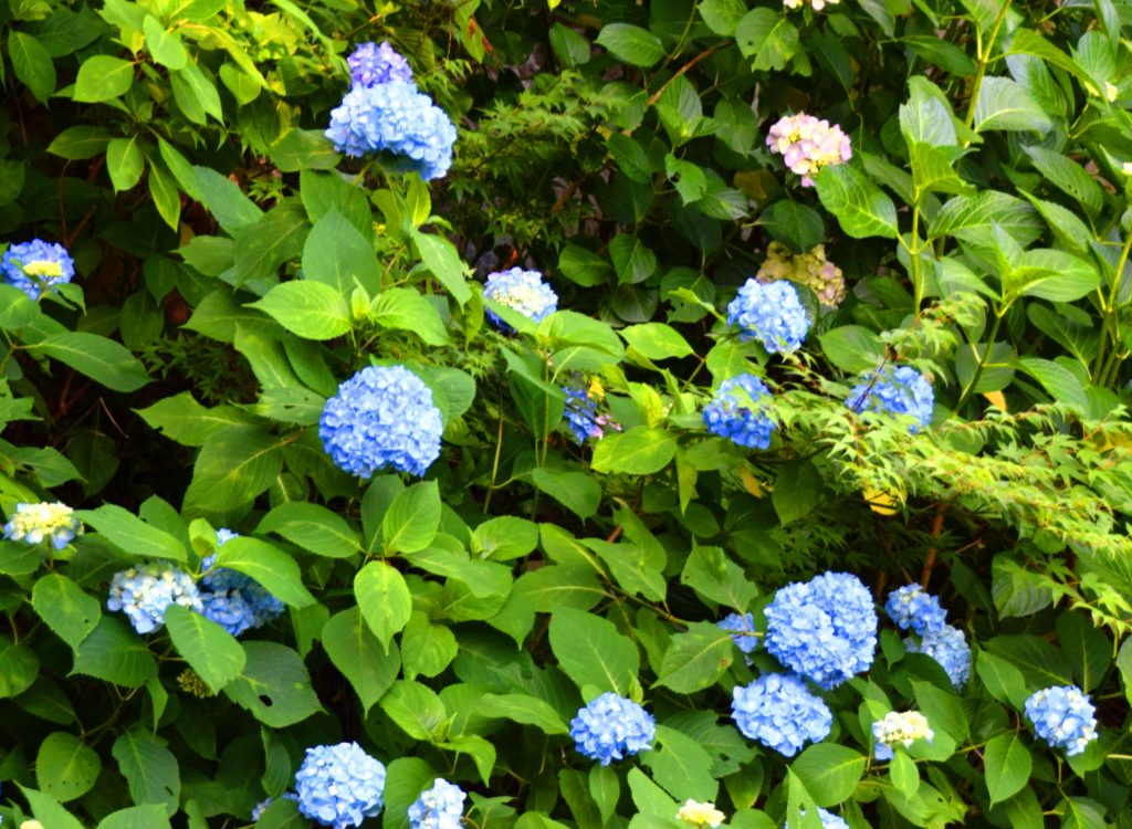 見頃を迎えている矢田寺のあじさい