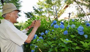 見頃を迎えている矢田寺のあじさいを撮影する参拝客