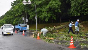 倒木を撤去する県土木事務所の職員