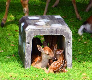 コンクリートブロックの日陰に、ぎゅうぎゅうに入って涼む子ジカたち